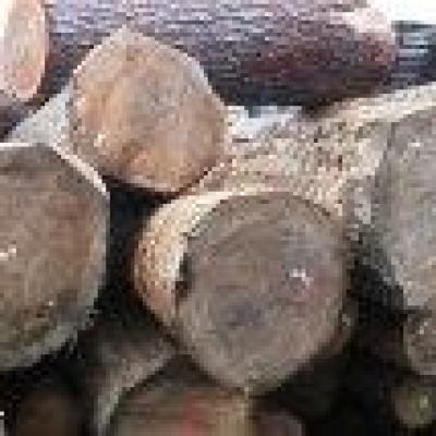 Holz Hensler 02